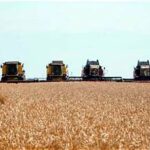 Kazakhstan’s Grain Harvest Nears 20 Million Tonnes Despite Dry Conditions