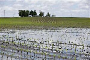 US Corn Harvest Faces Flooding, Weather Delays and&hellip;