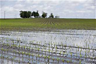 US Corn Harvest Faces Flooding, Weather Delays and…