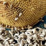 Turkey Seeks Alternative Sunflower Seed Suppliers Amid Black Sea Trade Uncertainty