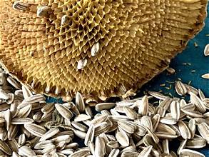 Turkey Seeks Alternative Sunflower Seed Suppliers Amid Black…