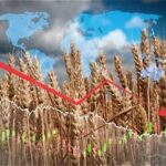 Global Grain Markets Weaken as Corn, Soybean and Wheat Futures Decline