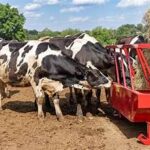 EU Livestock Sector Faces Growing Feed-Supply Risks Ahead of 2026–27