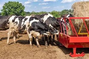 EU Livestock Sector Faces Growing Feed-Supply Risks Ahead&hellip;