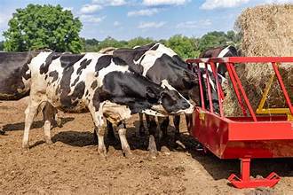 EU Livestock Sector Faces Growing Feed-Supply Risks Ahead…