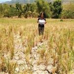 Philippine Rice Production Under Pressure as El Niño and Fertilizer Costs Rise