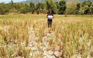 Philippine Rice Production Under Pressure as El Niño&hellip;