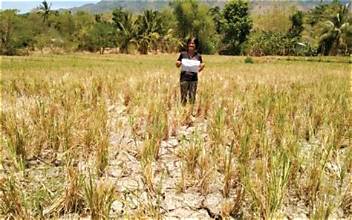 Philippine Rice Production Under Pressure as El Niño…