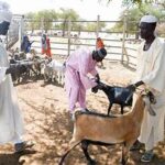 FAO Launches Nationwide Livestock Vaccination Campaign in Sudan