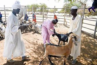FAO Launches Nationwide Livestock Vaccination Campaign in Sudan