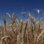 Asian Wheat Buyers Diversify Sources as Australian and Argentine Supplies Gain Ground