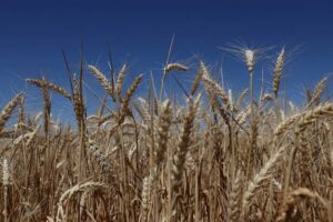 Asian Wheat Buyers Diversify Sources as Australian and&hellip;