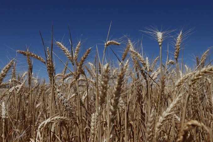 Asian Wheat Buyers Diversify Sources as Australian and Argentine Supplies Gain Ground