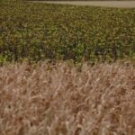 UK Farmers Push Government for Changes to Farm Inheritance Tax Rules