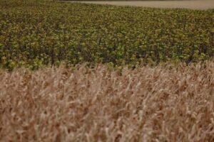 UK Farmers Push Government for Changes to Farm&hellip;