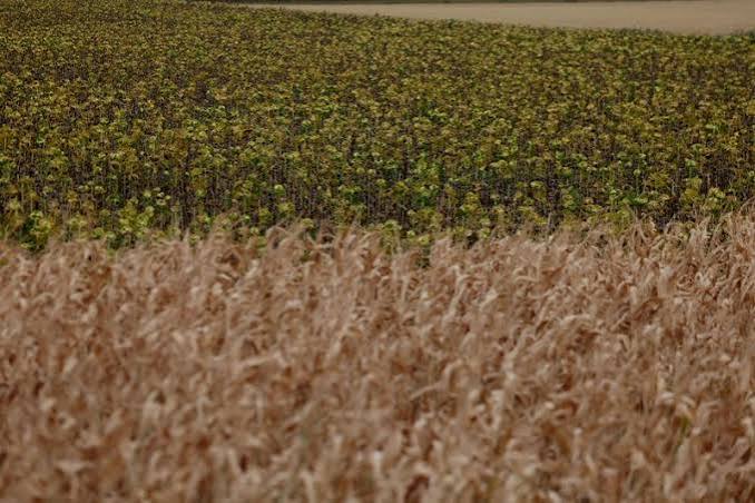 UK Farmers Push Government for Changes to Farm Inheritance Tax Rules