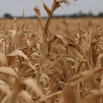Climate Change Increasing Pressure on Food, Water and Farmland
