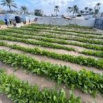 Gaza Farmers Rebuild Traditional Seed Bank to Protect Agricultural Heritage