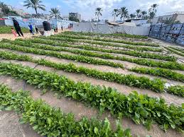 Gaza Farmers Rebuild Traditional Seed Bank to Protect Agricultural Heritage