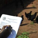 FAO Calls for Better Agricultural Data to Help Reduce Food Losses