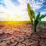 EU Maize Production Faces Severe Climate Pressure as Heat and Drought Hit Key Growing Regions