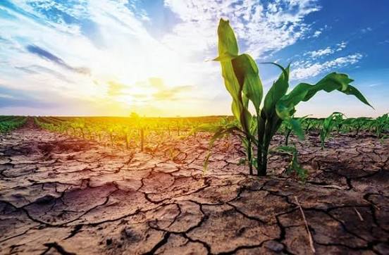 EU Maize Production Faces Severe Climate Pressure as Heat and Drought Hit Key Growing Regions