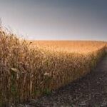 Grain Rally Loses Momentum, Putting Pressure on U.S. Farm Margins