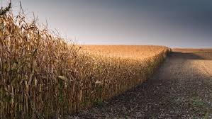 Grain Rally Loses Momentum, Putting Pressure on U.S.…
