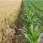 US Genetically Engineered Crops Show Long-Term Climate Adaptation Benefits