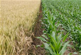 US Genetically Engineered Crops Show Long-Term Climate Adaptation Benefits