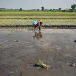 El Niño Threat Raises Global Crop Risks