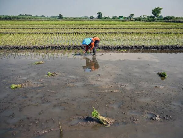 El Niño Threat Raises Global Crop Risks