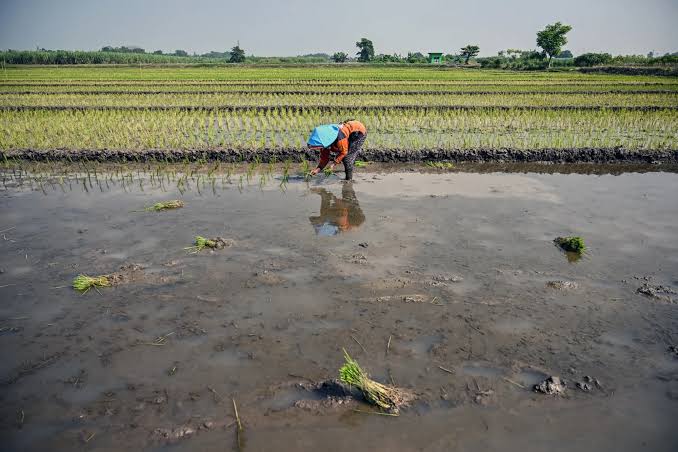 El Niño Threat Raises Global Crop Risks