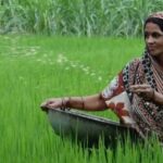 Regenerative Agriculture Gains Global Attention as Farmers Seek Sustainable Solutions