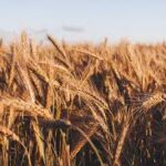 Nigeria Pushes Sustainable Agricultural Mechanisation