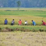 India Faces Crop Risks From Below-Average September Rainfall