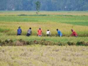 India Faces Crop Risks From Below-Average September Rainfall