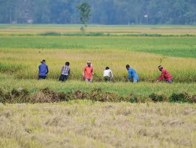 India Faces Crop Risks From Below-Average September Rainfall