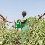 Rwanda Secures US$12 Million Agriculture Financing Support to Boost Smallholder Farmers