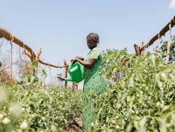 Rwanda Secures US$12 Million Agriculture Financing Support to…