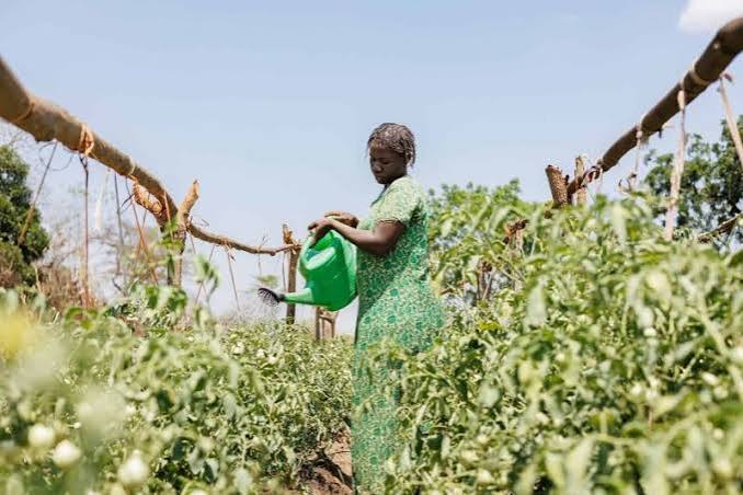 Rwanda Secures US$12 Million Agriculture Financing Support to…