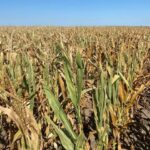 Ukraine Accelerates Corn Breeding Amid War and Climate Change