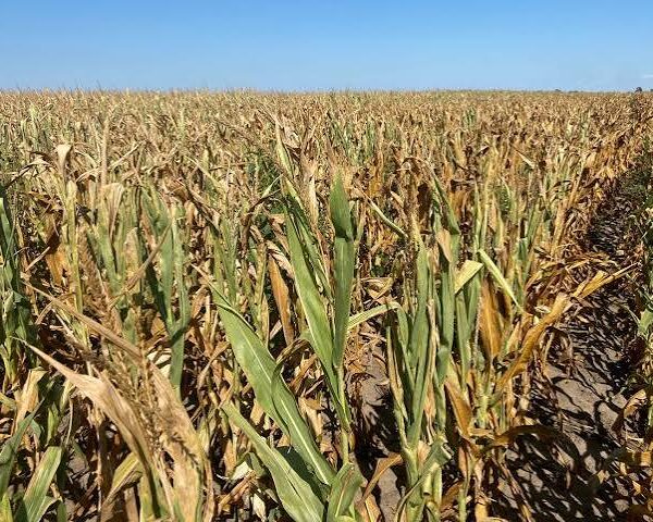 Ukraine Accelerates Corn Breeding Amid War and Climate&hellip;