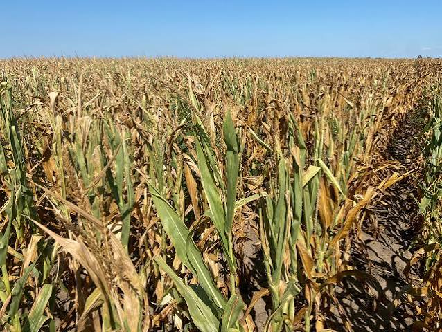 Ukraine Accelerates Corn Breeding Amid War and Climate&hellip;
