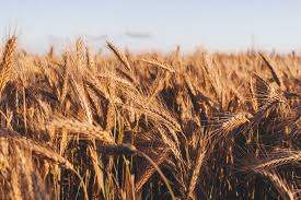 Egypt and China Cooperate on Climate-Resilient Crops
