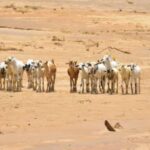 Global Agriculture Braces for Strong El Niño as Weather Risks Increase