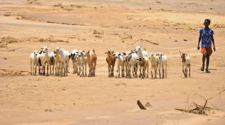 Global Agriculture Braces for Strong El Niño as Weather Risks Increase