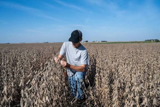 U.S. Farmers Face a Sharp Increase in Fertilizer…