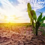 Climate Risks Continue to Threaten Global Crop Production