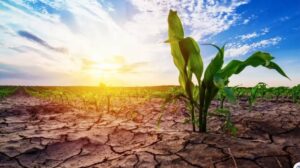 Climate Risks Continue to Threaten Global Crop Production